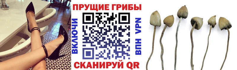 Галлюциногенные грибы Psilocybine cubensis Димитровград